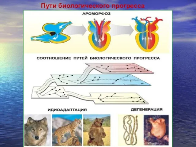 Пути биологического прогресса