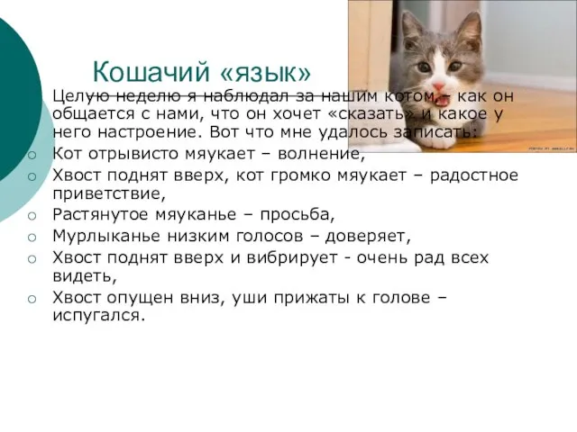 Кошачий «язык» Целую неделю я наблюдал за нашим котом – как