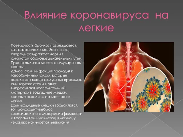 Влияние коронавируса на легкие Поверхность бронхов повреждается, вызывая воспаление. Это в