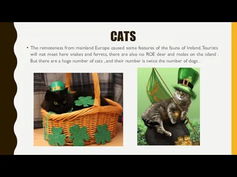 CATS The remoteness from mainland Europe caused some features of the