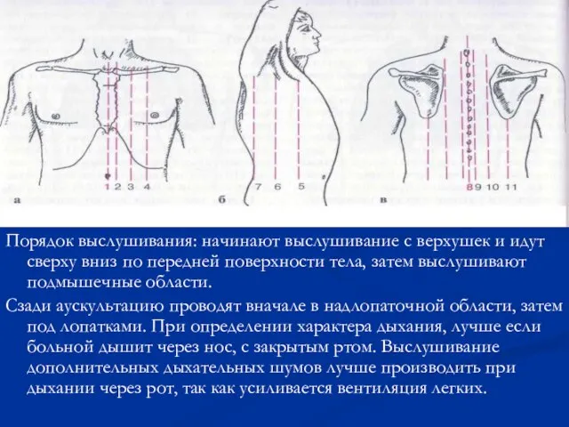 Порядок выслушивания: начинают выслушивание с верхушек и идут сверху вниз по