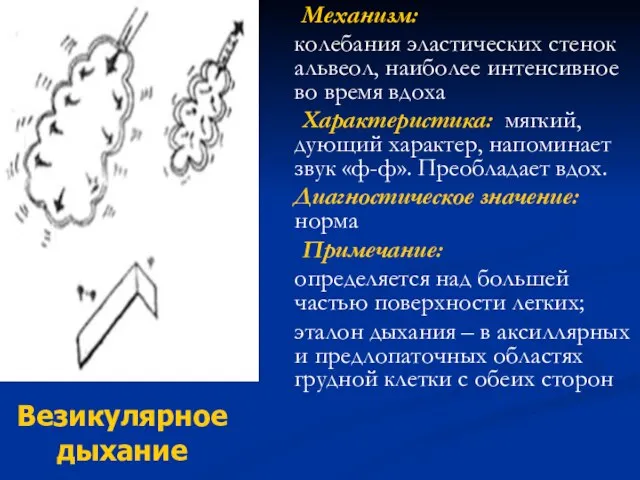 Механизм: колебания эластических стенок альвеол, наиболее интенсивное во время вдоха Характеристика: