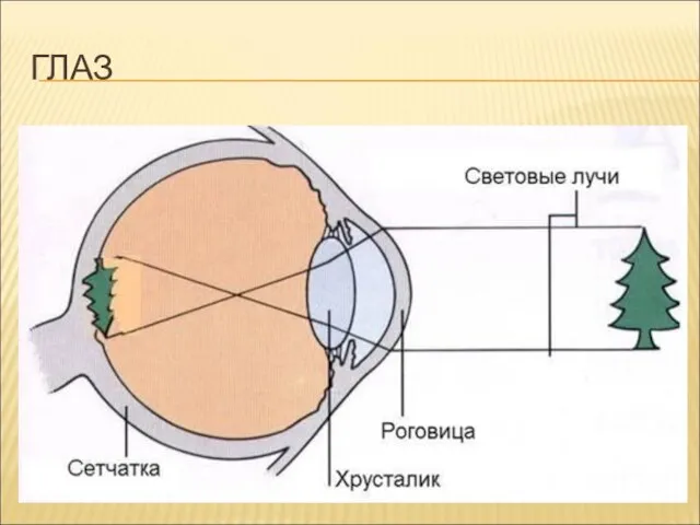 ГЛАЗ