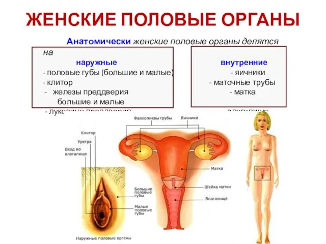 ЖЕНСКИЕ ПОЛОВЫЕ ОРГАНЫ Анатомически женские половые органы делятся на наружные внутренние