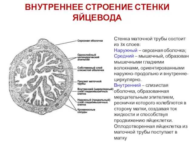 ВНУТРЕННЕЕ СТРОЕНИЕ СТЕНКИ ЯЙЦЕВОДА Стенка маточной трубы состоит из 3х слоев: