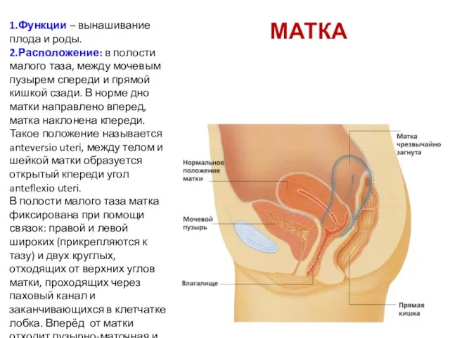 МАТКА 1.Функции – вынашивание плода и роды. 2.Расположение: в полости малого