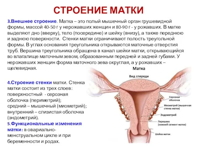 СТРОЕНИЕ МАТКИ 3.Внешнее строение. Матка – это полый мышечный орган грушевидной