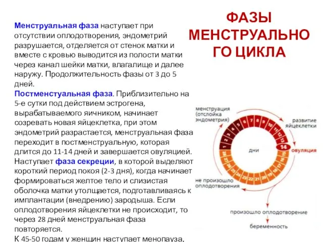 ФАЗЫ МЕНСТРУАЛЬНОГО ЦИКЛА Менструальная фаза наступает при отсутствии оплодотворения, эндометрий разрушается,