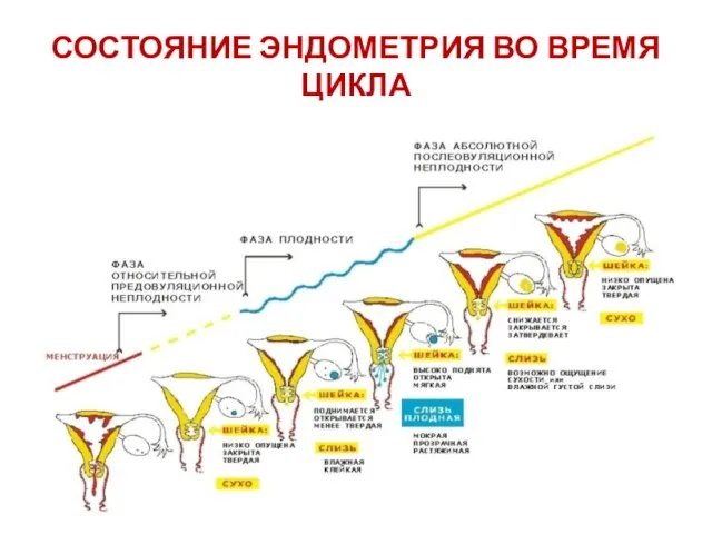 СОСТОЯНИЕ ЭНДОМЕТРИЯ ВО ВРЕМЯ ЦИКЛА