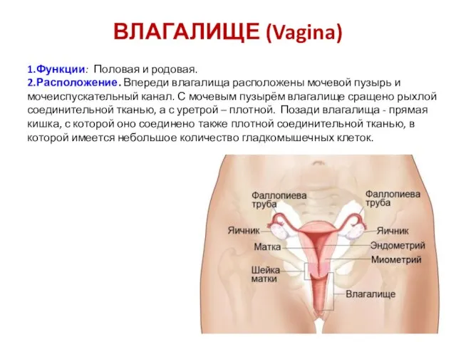 ВЛАГАЛИЩЕ (Vagina) 1.Функции: Половая и родовая. 2.Расположение. Впереди влагалища расположены мочевой