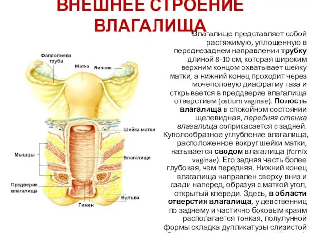 ВНЕШНЕЕ СТРОЕНИЕ ВЛАГАЛИЩА Влагалище представляет собой растяжимую, уплощенную в переднезаднем направлении