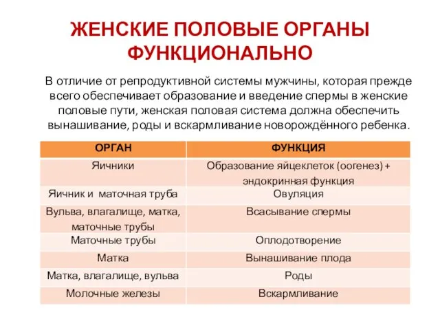 ЖЕНСКИЕ ПОЛОВЫЕ ОРГАНЫ ФУНКЦИОНАЛЬНО В отличие от репродуктивной системы мужчины, которая