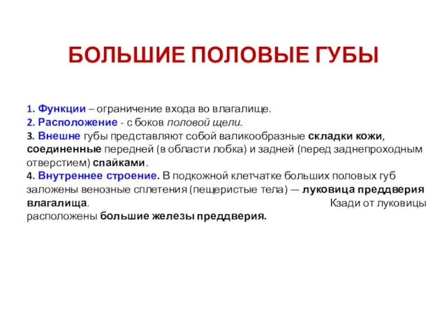 БОЛЬШИЕ ПОЛОВЫЕ ГУБЫ 1. Функции – ограничение входа во влагалище. 2.