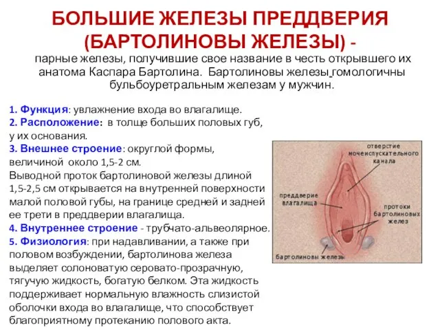 БОЛЬШИЕ ЖЕЛЕЗЫ ПРЕДДВЕРИЯ (БАРТОЛИНОВЫ ЖЕЛЕЗЫ) - 1. Функция: увлажнение входа во