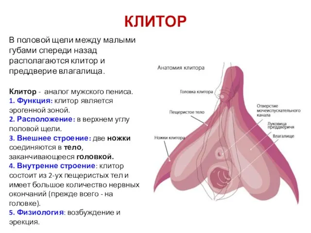 КЛИТОР В половой щели между малыми губами спереди назад располагаются клитор