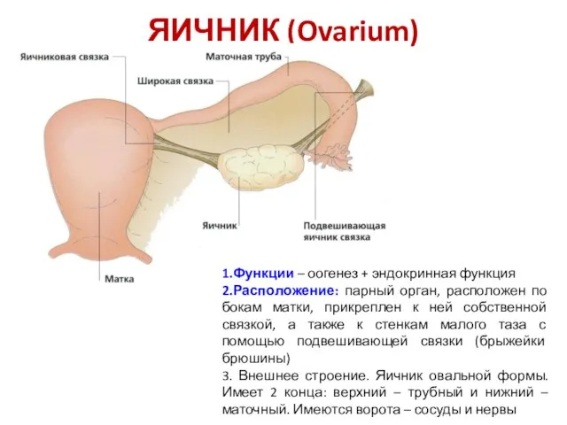 ЯИЧНИК (Ovarium) 1.Функции – оогенез + эндокринная функция 2.Расположение: парный орган,