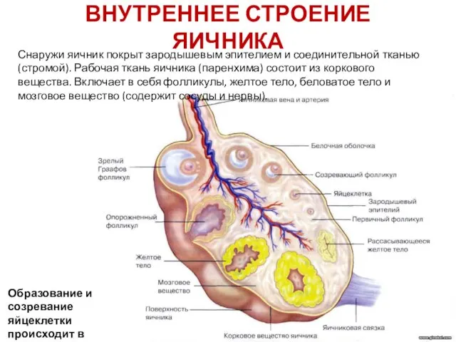 ВНУТРЕННЕЕ СТРОЕНИЕ ЯИЧНИКА Снаружи яичник покрыт зародышевым эпителием и соединительной тканью