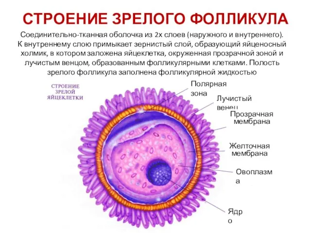 СТРОЕНИЕ ЗРЕЛОГО ФОЛЛИКУЛА Соединительно-тканная оболочка из 2х слоев (наружного и внутреннего).