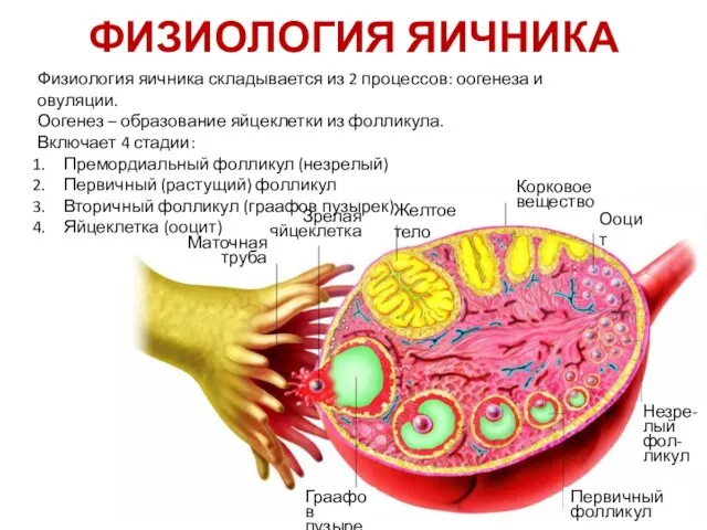 ФИЗИОЛОГИЯ ЯИЧНИКА Физиология яичника складывается из 2 процессов: оогенеза и овуляции.