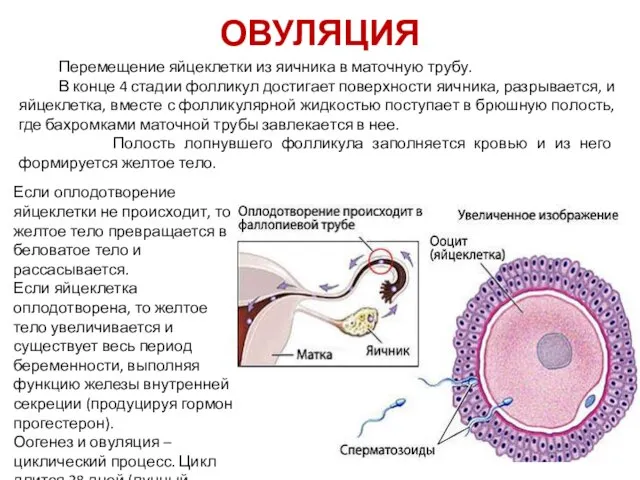 ОВУЛЯЦИЯ Перемещение яйцеклетки из яичника в маточную трубу. В конце 4