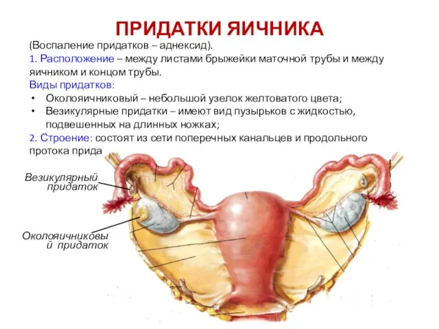 ПРИДАТКИ ЯИЧНИКА (Воспаление придатков – аднексид). 1. Расположение – между листами