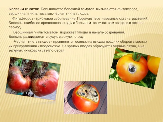 Болезни томатов. Большинство болезней томатов вызываются фитовтороз, вершинная гниль томатов, чёрная