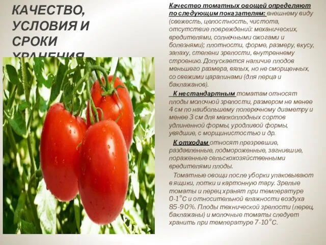 КАЧЕСТВО, УСЛОВИЯ И СРОКИ ХРАНЕНИЯ. Качество томатных овощей определяют по следующим