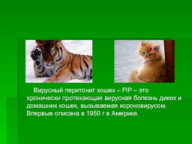 Вирусный перитонит кошек – FIP – это хронически протекающая вирусная болезнь