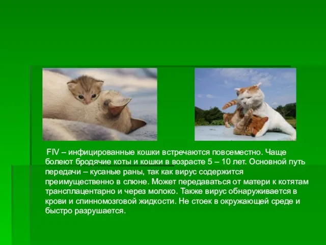 FIV – инфицированные кошки встречаются повсеместно. Чаще болеют бродячие коты и