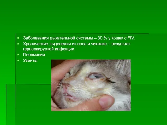 Заболевания дыхательной системы – 30 % у кошек с FIV. Хронические