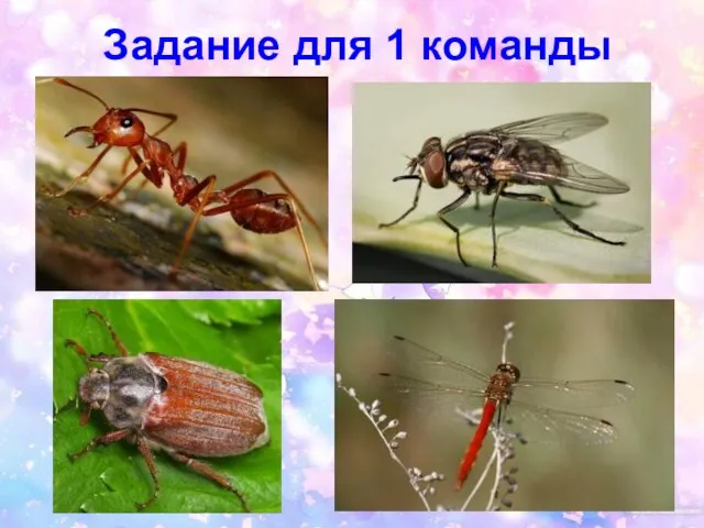 Задание для 1 команды