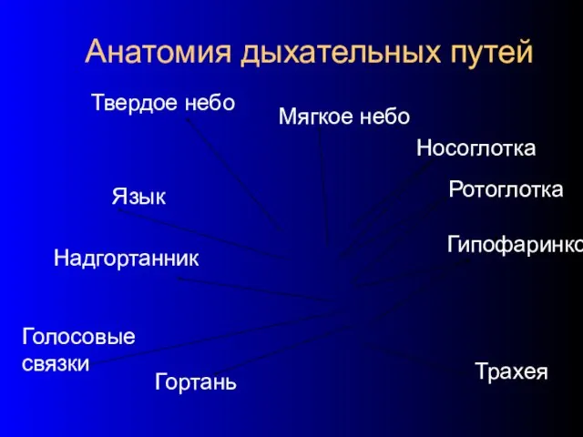 Анатомия дыхательных путей Твердое небо Мягкое небо Носоглотка Ротоглотка Гипофаринкс Язык Надгортанник Голосовые связки Гортань Трахея