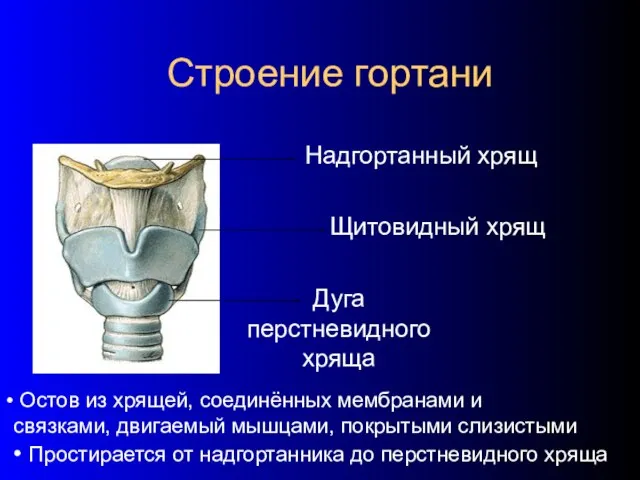 Строение гортани Надгортанный хрящ Щитовидный хрящ Дуга перстневидного хряща Остов из