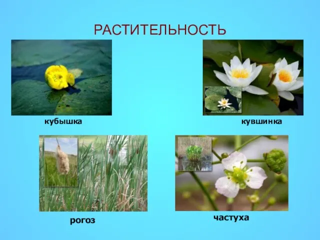 РАСТИТЕЛЬНОСТЬ кубышка кувшинка рогоз частуха