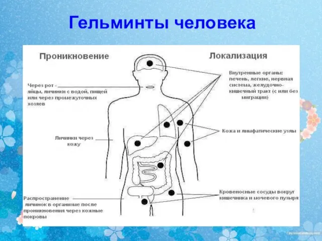 Гельминты человека