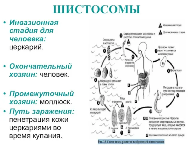 ШИСТОСОМЫ Инвазионная стадия для человека: церкарий. Окончательный хозяин: человек. Промежуточный хозяин: