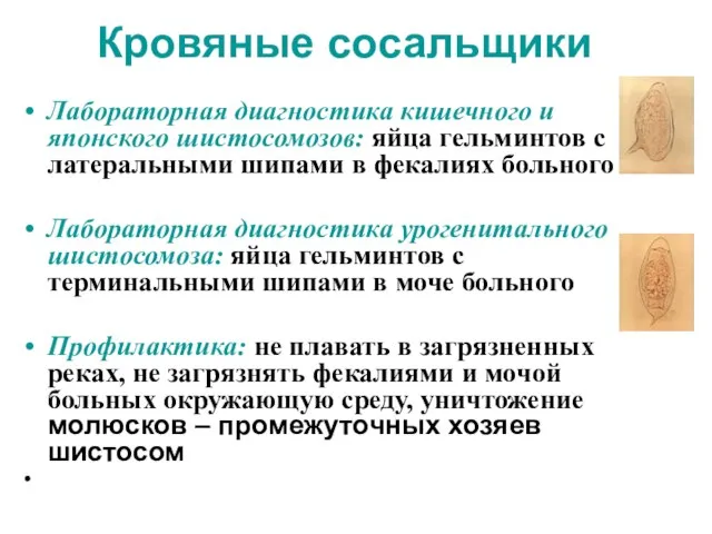 Кровяные сосальщики Лабораторная диагностика кишечного и японского шистосомозов: яйца гельминтов с