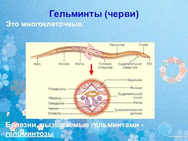 Гельминты (черви) Это многоклеточные. Болезни, вызываемые гельминтами - гельминтозы