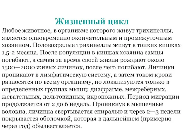 Жизненный цикл Любое животное, в организме которого живут трихинеллы, является одновременно