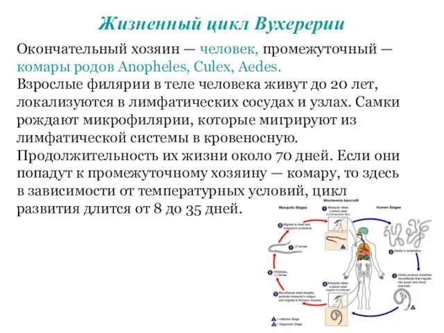 Окончательный хозяин — человек, промежуточный — комары родов Anopheles, Culex, Aedes.