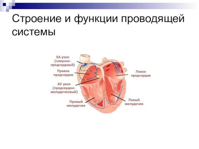 Строение и функции проводящей системы