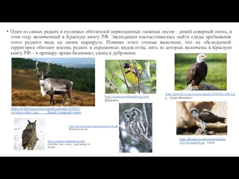 https://wildfauna.ru/wp-content/uploads/2019/01/ severnyj-olen-3.jpg Дикий северный олень Один из самых редких и пугливых