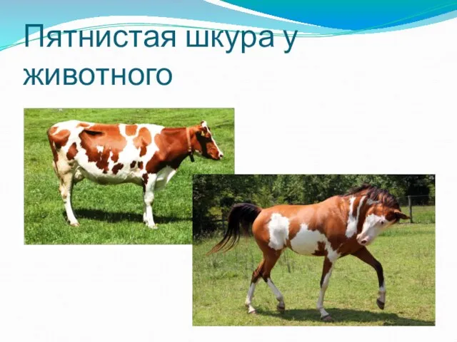 Пятнистая шкура у животного