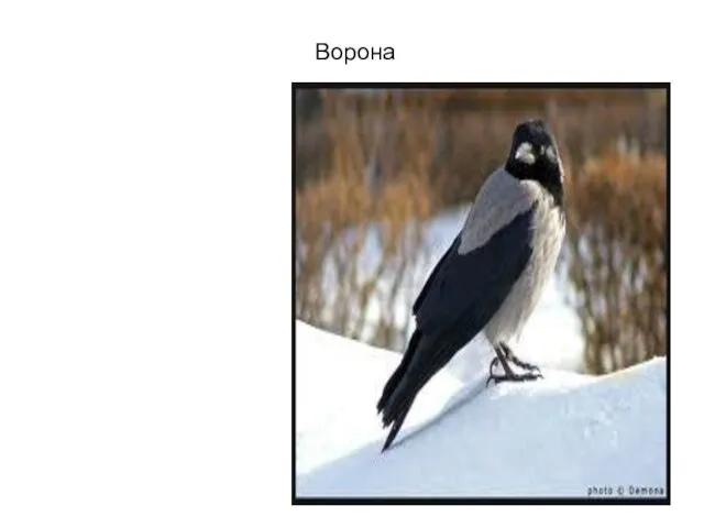 Ворона