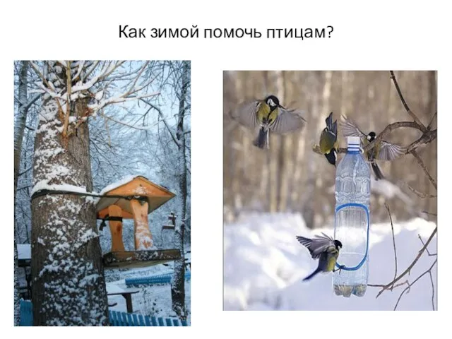 Как зимой помочь птицам?