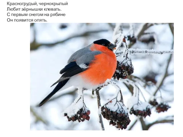Красногрудый, чернокрылый Любит зёрнышки клевать. С первым снегом на рябине Он появится опять.