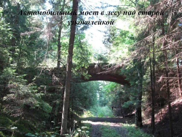 Автомобильный мост в лесу над старой узкоколейкой