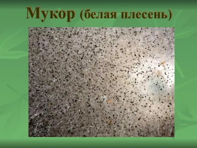 Мукор (белая плесень)