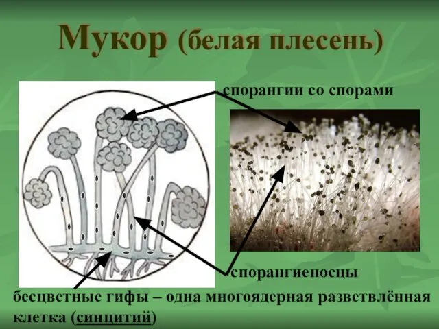 Мукор (белая плесень) бесцветные гифы – одна многоядерная разветвлённая клетка (синцитий) спорангиеносцы спорангии со спорами