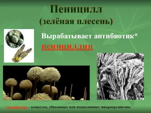 Пеницилл (зелёная плесень) Вырабатывает антибиотик* пенициллин *Антибиотик – вещество, убивающее или подавляющее микроорганизмы